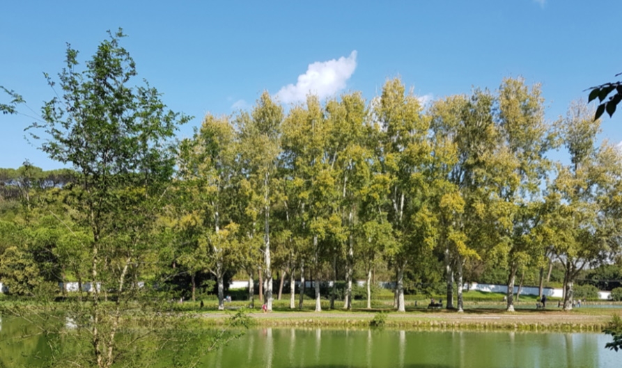 Stati generali verde pubblico