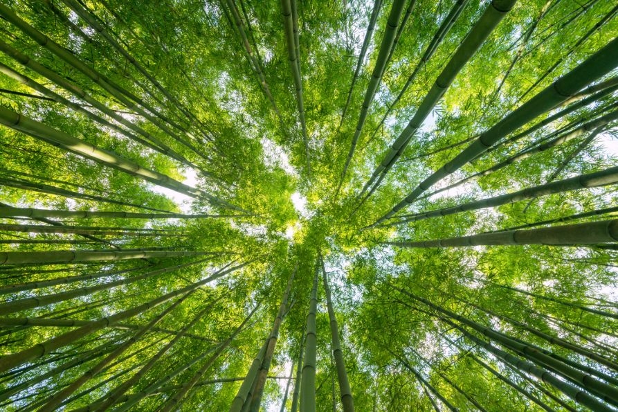 consulta AL-PNR questionario-893x595