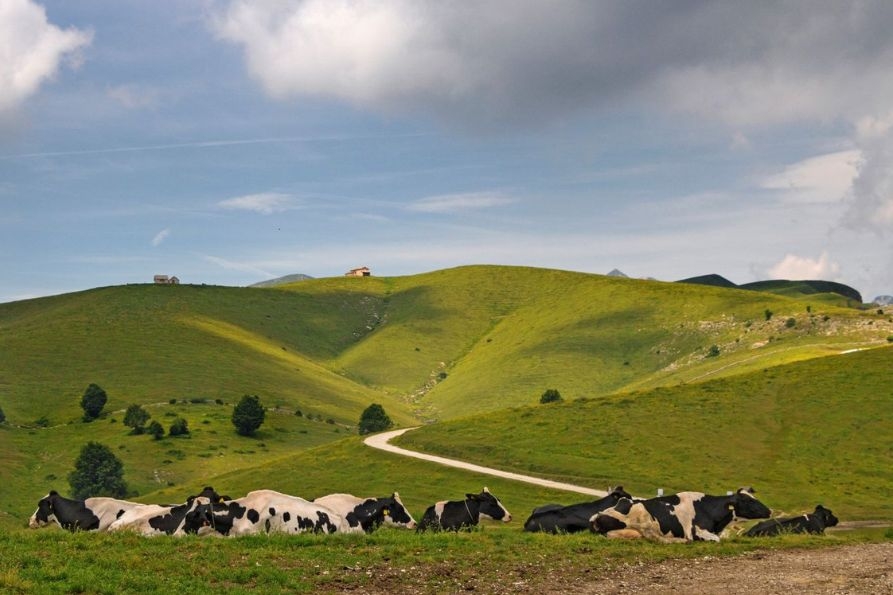 consulta AL-premio paesaggi agricoli-893x595