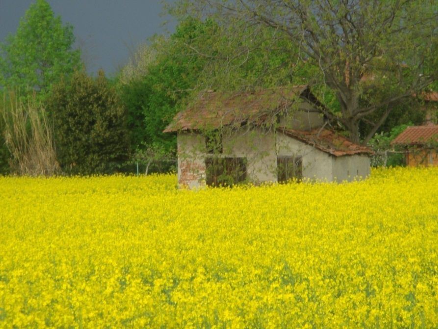 paesaggio rurale_893